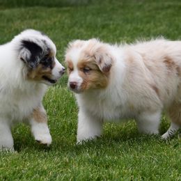 Australian Shepherd Puppies from Prestige Australian Shepherds
