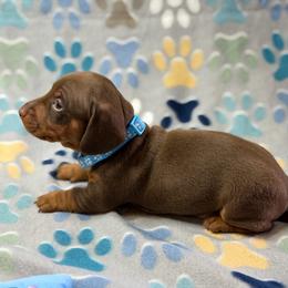 Light blue boy - Chocolate and tan male Dachshund puppy in Humble, Texas from A&B Mini Dachshunds