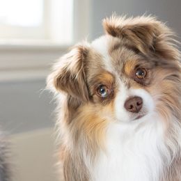 Russet - Toy Australian Shepherd