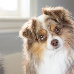 Russet - Toy Australian Shepherd