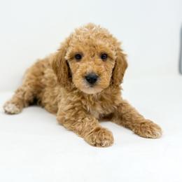 VALOR - Apricot male Goldendoodle puppy in Davison, Michigan from Dreaming Doodles