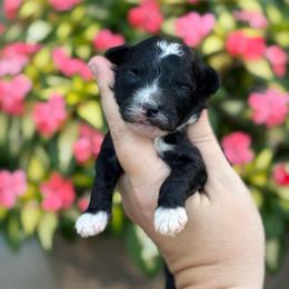 Phillip - Black and white male Sheepadoodle puppy in Wharton, Texas from Little Fur Friends