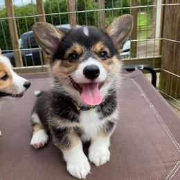 Pembroke Welsh Corgi Puppies from Wiggle B Ranch Corgis