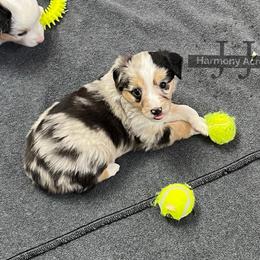 Precious - Blue merle female Miniature Australian Shepherd puppy in Mt Juliet, Tennessee from J&J Harmony Acres