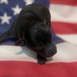 Hero - Black phantom male Aussiedoodle puppy in Knoxville, Tennessee from Legacy Farm