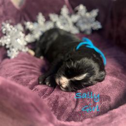 Sally - female Golden Mountain Doodle puppy in Rockville, Minnesota from Bracha Poodles & Doodles
