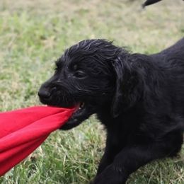 Australian Labradoodles from Serendipities canines