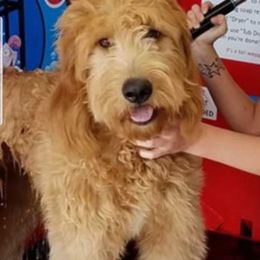 Kimber - Goldendoodle
