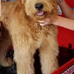 Kimber - Goldendoodle