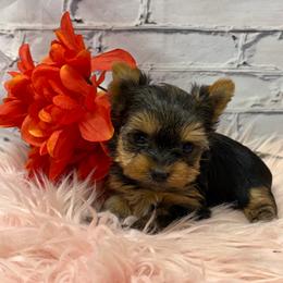 Myra TEACUP - Blue and gold female Yorkshire Terrier puppy in Monticello, Iowa from Ashley’s Puppies