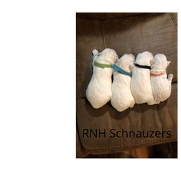 Miniature Schnauzer Puppies from RNH Schnauzers