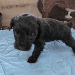 Gabe - Black male Schnoodle puppy in Huron, Tennessee from Wilma's Paw-Paw Patch