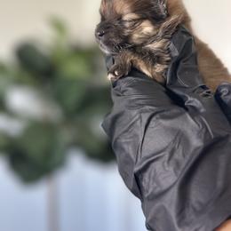 Pomeranian Puppies from Polina's Poms