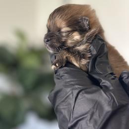 Pomeranian Puppies from Polina's Poms