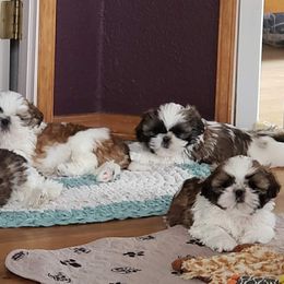 Shih Tzu Puppies from Jazzie Shih Tzu
