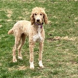 Poodles from Poodles of Hope