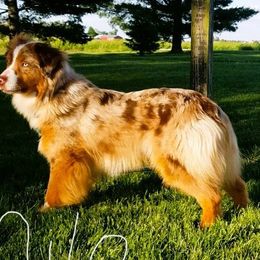 Milo - Miniature American Shepherd