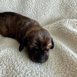 Penny - Brindle female Dachshund puppy in Jarrell, Texas from Blackfoot Dachshunds