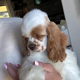 Female 1 - Red and white female Cocker Spaniel puppy in Bonsall, California from CuttinBlue Farms