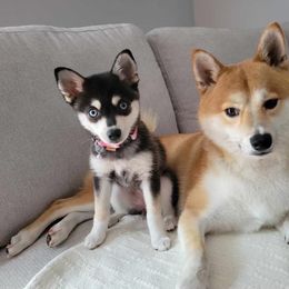 Alaskan Klee Kai Puppies from Lucky Charm Farms