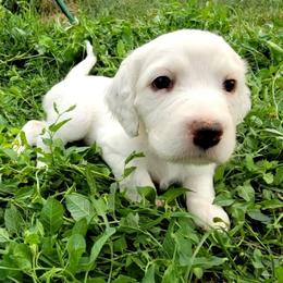 English Setter Puppies from English Setters of the Eyrie