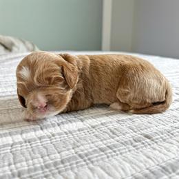 Moose Tracks - Apricot male Australian Labradoodle puppy in Chelsea, Michigan from Michigan Labradoodles