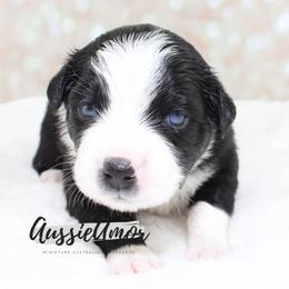 Black Bi 2 Blue eyes - Black & white female Miniature Australian Shepherd puppy in Pinehurst, Texas from Aussie Amor