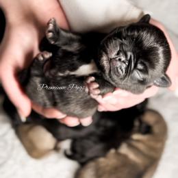 Penny - Black female Pug puppy in Shady Hills, Florida from Premium Pugs