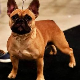 French Bulldogs from Whiskey Run French Bulldogs