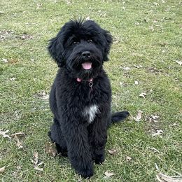 Portuguese Water Dog Puppies from Prestige Portuguese Water Dogs