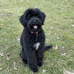 Portuguese Water Dog Puppies from Prestige Portuguese Water Dogs