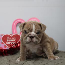 Mariah - Fawn female Bulldog puppy in Lewisberry, Pennsylvania from Salted Rim Corgis