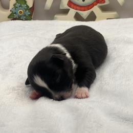Snowflake - Black & white female Miniature Australian Shepherd puppy in Norco, California from River Springs Aussies
