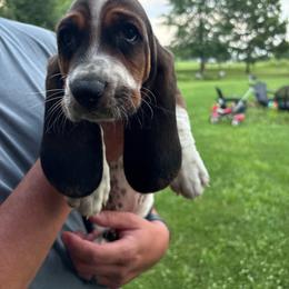 Cheddar - Black white and brown female Basset Hound puppy in New Alexandria, Pennsylvania from Blytone Family Basset Hounds