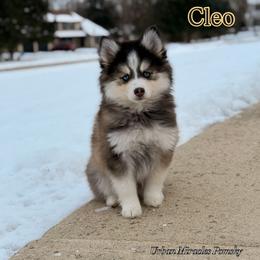 Cleo - Wolf sable female Pomsky puppy in Campton Hills, Illinois from Urban Miracle’s