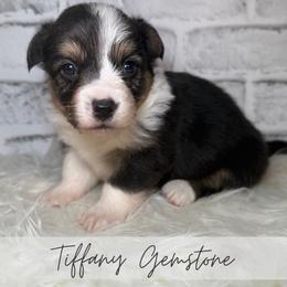 Tiffany Gemstone - Black and tan female American Corgi puppy in Greenwood, Indiana from Witch Creek Corgis