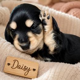 Daisy - Black and cream female Dachshund puppy in Mesa, Arizona from Dach Army LLC