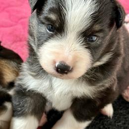 Danika - Black tri female Miniature Australian Shepherd puppy in Gatesville, Texas from Southern Promise Aussie’s