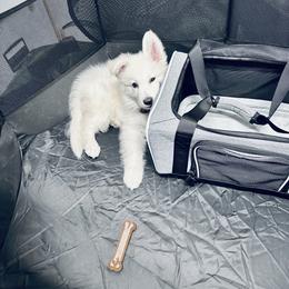 Berger Blanc Suisse Puppies from Moonlight Berger Blanc Suisses