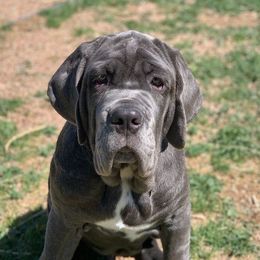 Neapolitan Mastiffs from Fear of the Lord Mastino