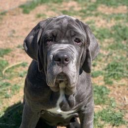 Neapolitan Mastiffs from Fear of the Lord Mastino