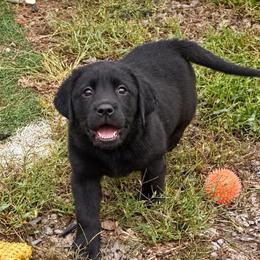 Bourbon (Orange Collar) - Black male Dilute Retriever puppy in Baldwin City, Kansas from Hedge Lane Labradors