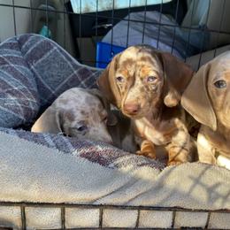 Dachshund Puppies from Doxie Dapples
