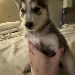 Siberian Husky Puppies from Riri’s Huskies