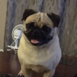 Juno - Pug