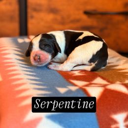 Serpentine - Tri-Roan female English Springer Spaniel puppy in Uvalda, Georgia from Willow Creek Farms