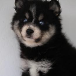 Mishka - Black female Pomsky puppy in Junction City, Ohio from JC Pups