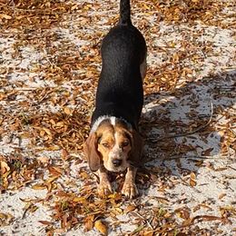 Lulu - Beagle