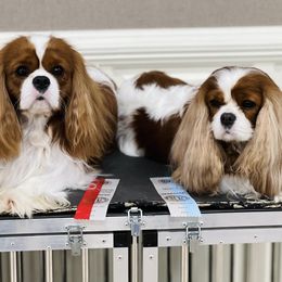 Cavalier King Charles Spaniels from KINGDOMRUN Cavaliers