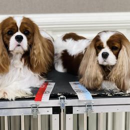 Cavalier King Charles Spaniels from KINGDOMRUN Cavaliers